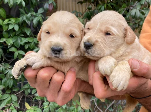 Golden Retriever Yavrularım Sağlık Ve Irk Garantilidir görsel