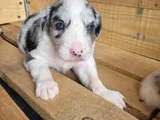 Border Collie Yavrular