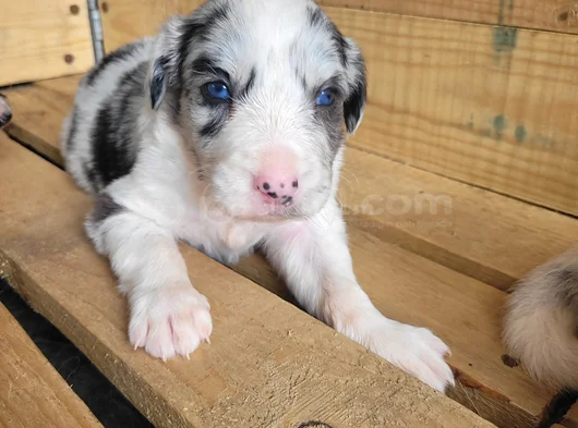 Border Collie Yavrular görsel