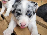 Border collie yavrular