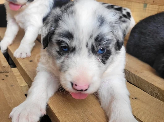 Border Collie Yavrular