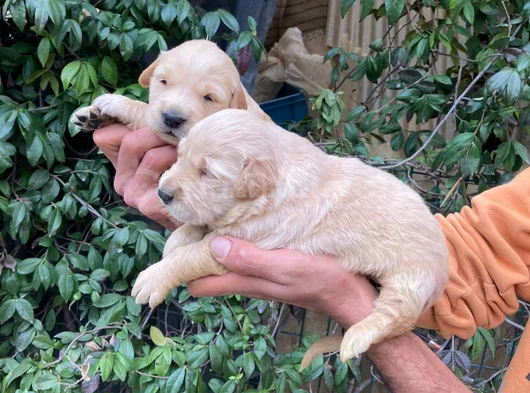 Golden Retriever Yavrularım Sağlık Ve Irk Garantilidir görsel
