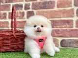 Pomeranian Boo Minik Yavru