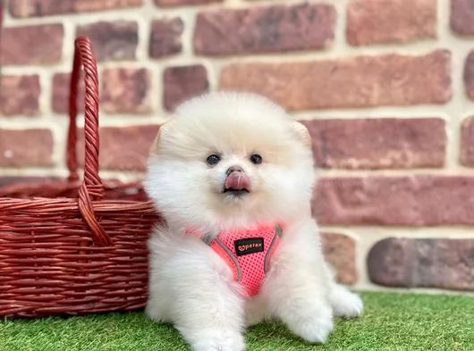 Pomeranian Boo Minik Yavru görsel