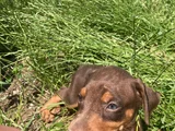 Doberman Yavrularım Sağlık Ve Irk Garantilidir