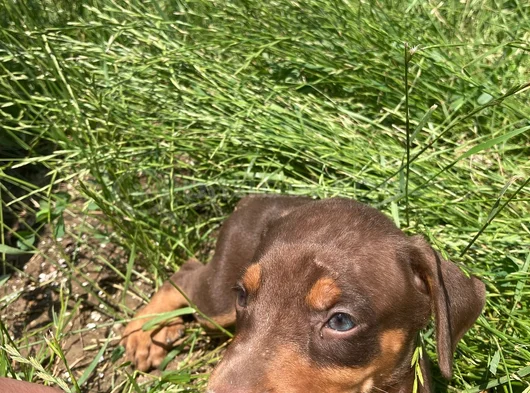 Doberman Yavrularım Sağlık Ve Irk Garantilidir görsel
