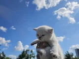Mavi Gözlü beyaz çok minnoş  bir bebek