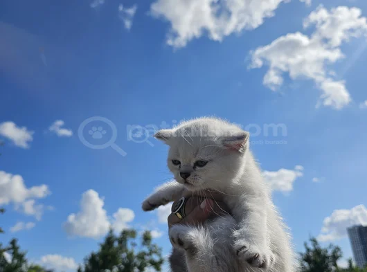 Mavi Gözlü Beyaz Çok Minnoş  Bir Bebek