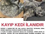 KAYIP KEDİ ANKARA MAMAK