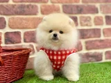 pOMERANIAN BOO SEVIMLI  TUYLU BEBEKLER