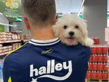 maltese 4 aylık