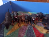 Doberman yavrularım sağlık ve ırk garantilidir