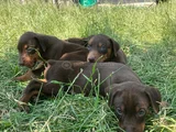Doberman Yavrularım Sağlık Ve Irk Garantilidir