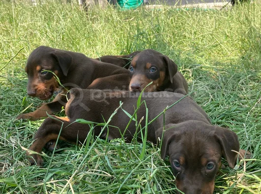 Doberman Yavrularım Sağlık Ve Irk Garantilidir görsel