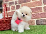 POMERANIAN BOO MINIK YAVRU