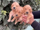 Golden retriever yavrularım sağlık ve ırk garantilidir