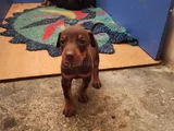 Doberman Yavrularım Sağlık Ve Irk Garantilidir