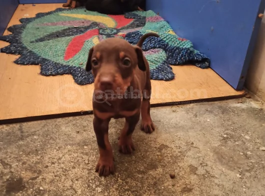 Doberman Yavrularım Sağlık Ve Irk Garantilidir görsel