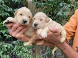 Golden Retriever Yavrularım Sağlık Ve Irk Garantilidir