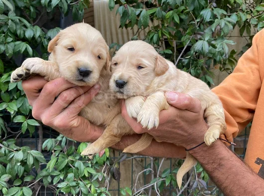 Golden Retriever Yavrularım Sağlık Ve Irk Garantilidir görsel
