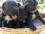 Cane Corso Yavrularım Sağlık Ve Irk Garantilidir