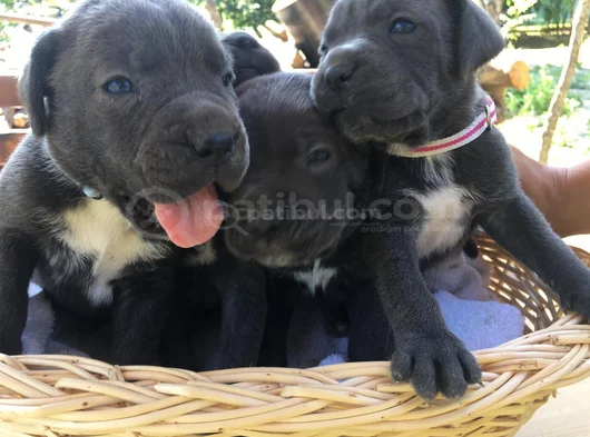 Cane Corso Yavrularım Sağlık Ve Irk Garantilidir görsel