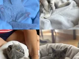 British shorthair ve scottish fold yavru