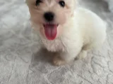 Maltese 4 Aylık