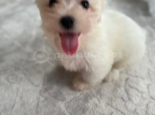 Maltese 4 Aylık görsel