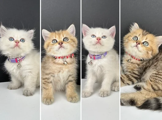 British Shorthair Golden Erkek görsel