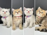 British Longhair Golden Erkek