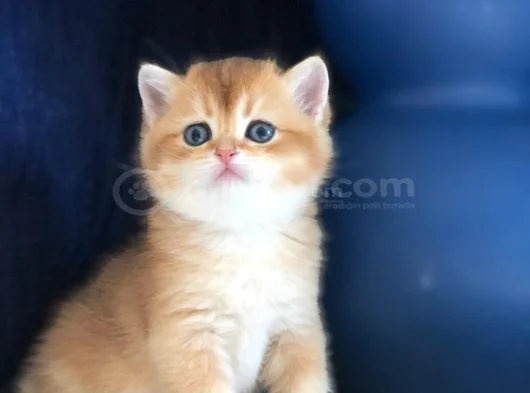 A Kalite Bri̇ti̇sh Shorthai̇r Golden  Yavrular görsel