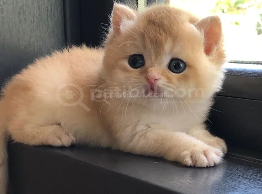 A Kalite Bri̇ti̇sh Shorthai̇r Golden  Yavrular görsel