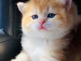 A kalite BRİTİSH SHORTHAİR GOLDEN  yavrular