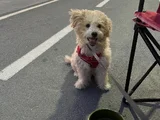  TÜM AŞILARI YAPILMIŞ TUVALET EĞİTİMLİ MALTİPOO