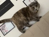 Kayip Kedi̇ Ankara Mamak
