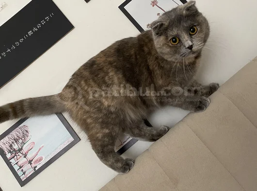 Kayip Kedi̇ Ankara Mamak görsel