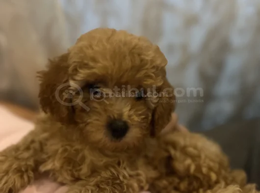 Sevimli Bir Toy Poodle görsel