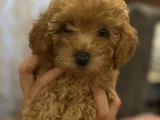 Sevimli Bir Toy Poodle