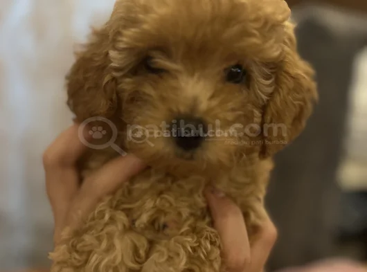 Sevimli Bir Toy Poodle görsel