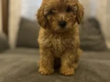 Sevimli bir toy poodle