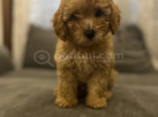 Sevimli Bir Toy Poodle