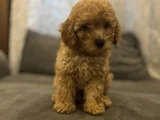 Sevimli Bir Toy Poodle