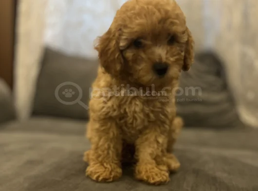 Sevimli Bir Toy Poodle görsel