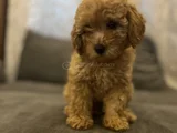 Sevimli Bir Toy Poodle