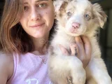 Border Collie Yavrular