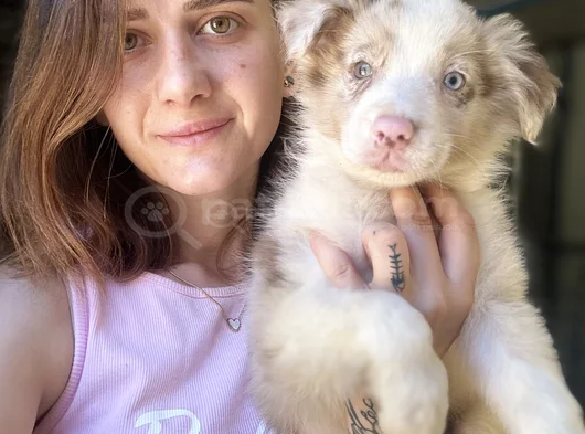 Border Collie Yavrular görsel