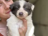 Border Collie Yavrular