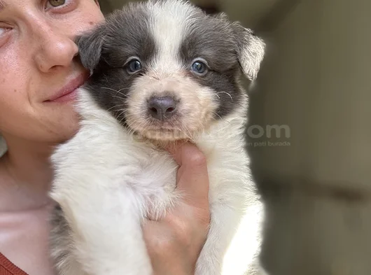Border Collie Yavrular görsel
