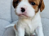 Erkek Cavalier King Charles Yavrularımız